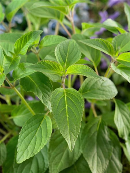 Salvia elegans