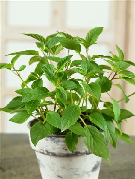Salvia elegans