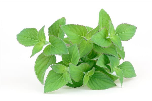 Salvia elegans Honeymelon