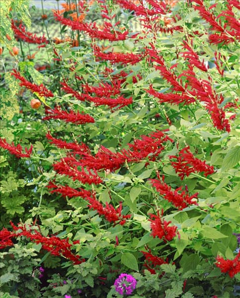 Salvia elegans Golden Delicious