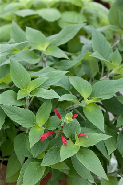 Salvia elegans Scarlet Pineapple