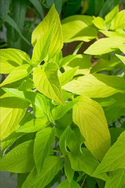 Salvia elegans Honey Melon