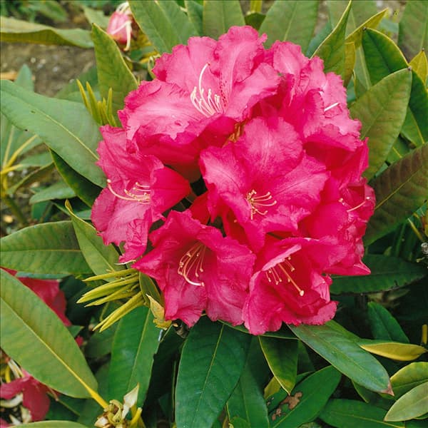 RHODODENDRON WILGEN'S RUBY