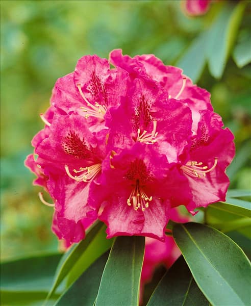Rhododendron Wilgen's Ruby