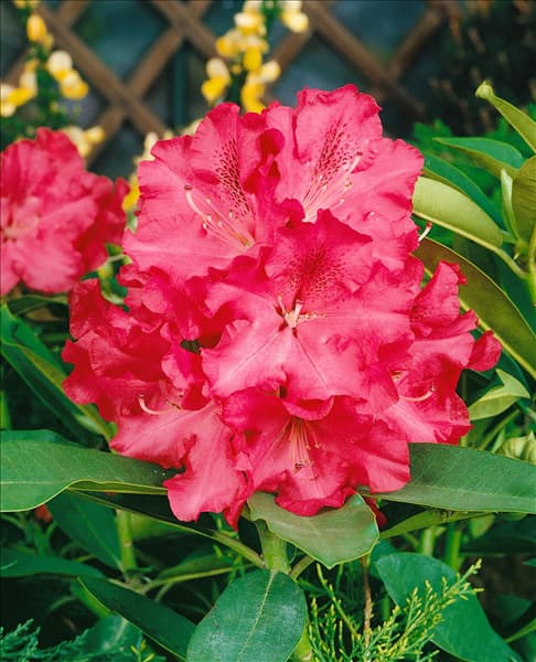 Rhododendron Wilgen's Ruby