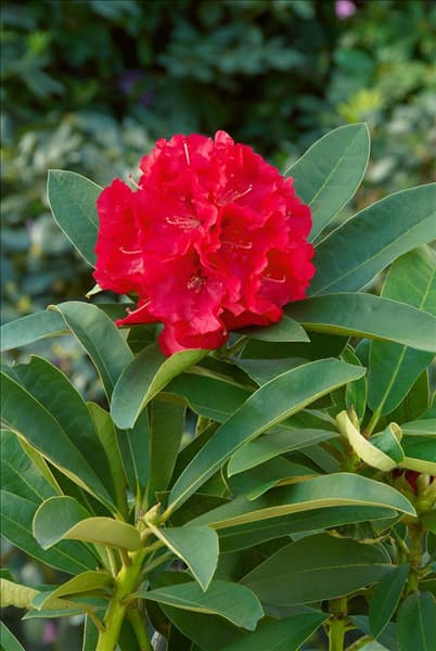 Rhododendron Wilgen's Ruby