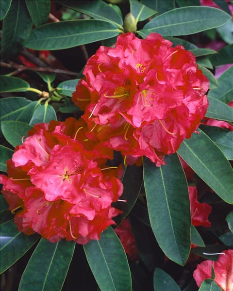 Rhododendron Wilgen's Ruby