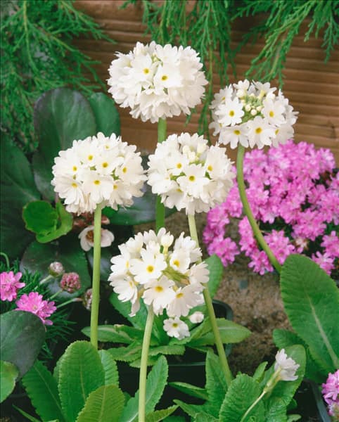 PRIMULA DENTICULATA ALBA