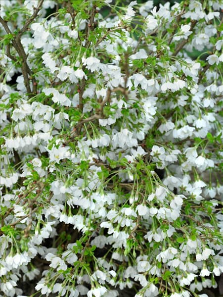 Prunus incisa Kojou-no-mai