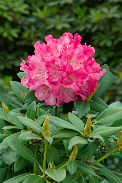 Rhododendron yakushimanum Anuschka