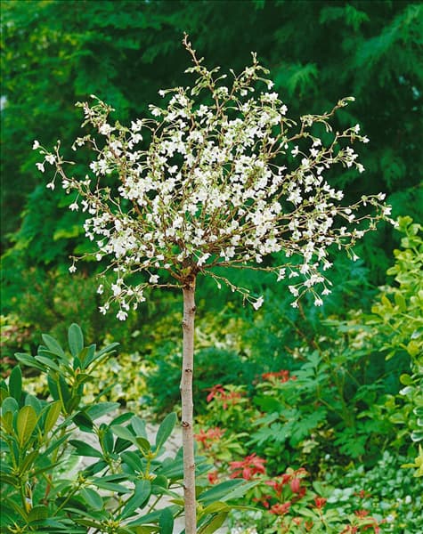 Prunus incisa Kojou-no-mai