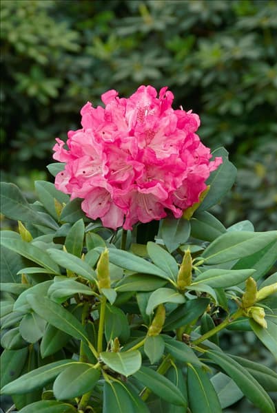 Rhododendron yakushimanum Anuschka
