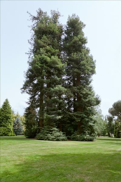 Sequoia sempervirens