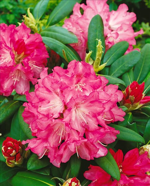 RHODODENDRON YAKUSHIMANUM ANUSCHKA