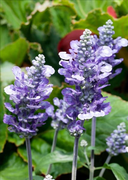 Salvia farinacea Sallyfun Blue