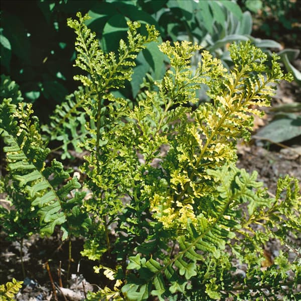POLYPODIUM VULGARE BIFIDO MULTIFIDUM