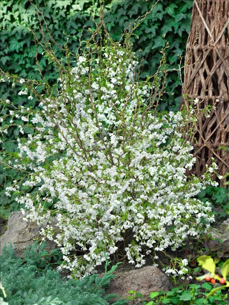 Prunus incisa Kojou-no-mai