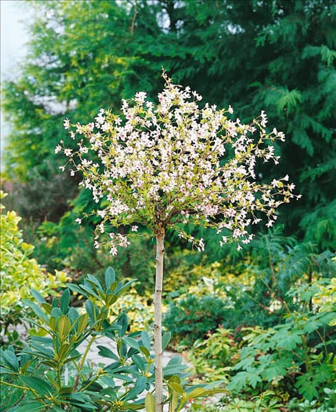 Prunus incisa Kojou-no-mai