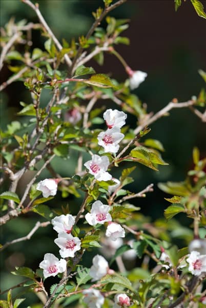 Prunus incisa Kojou-no-mai
