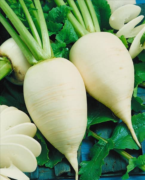 Rettich / Raphanus sativus var. niger