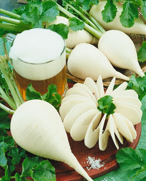 Rettich / Raphanus sativus var. niger Münchner Bier