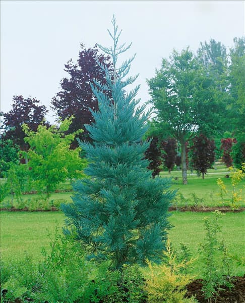 Sequoiadendron giganteum Glaucum