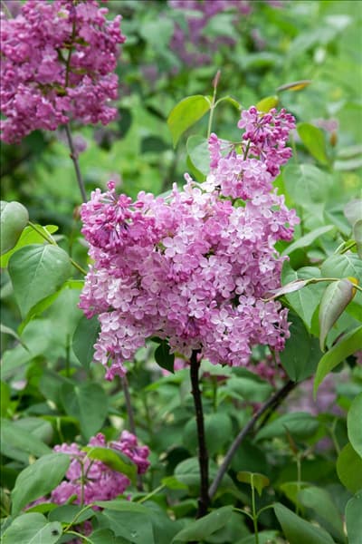 Syringa x hyacinthiflora Maiden's Blush