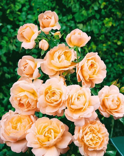 Edelrose CRYSTAL PALACE