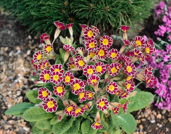 Primula elatior Silver Lace Purple