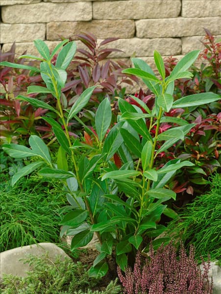 Prunus laurocerasus Caucasica