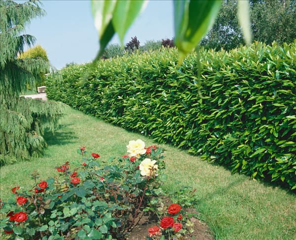 Prunus laurocerasus Caucasica