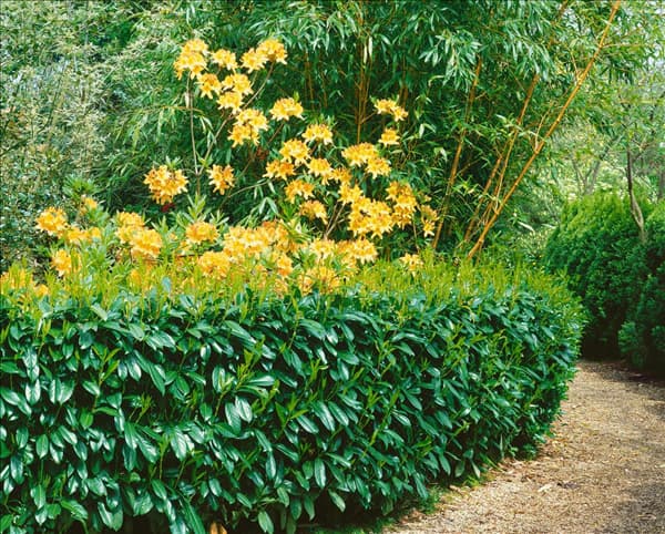 Prunus laurocerasus Caucasica