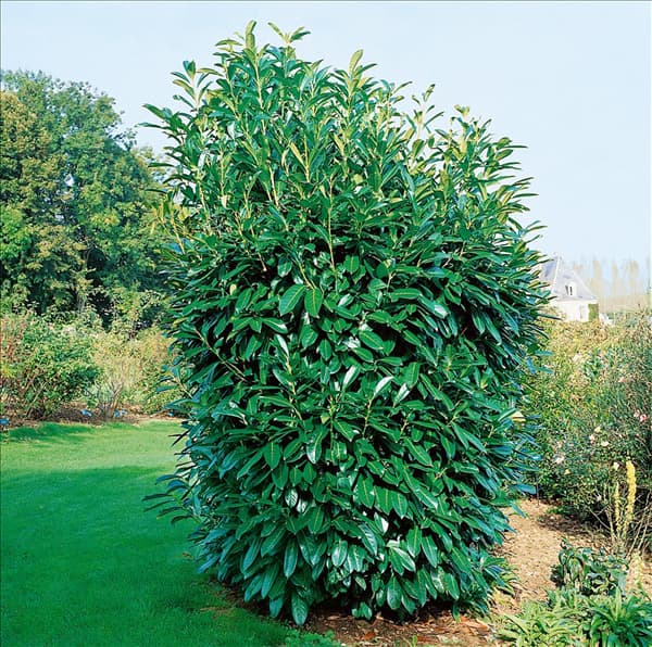 PRUNUS LAUROCERASUS CAUCASICA