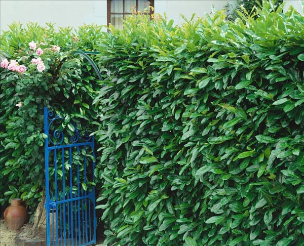 Prunus laurocerasus Caucasica