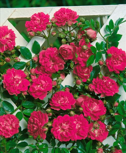 Schlingrosen TYPE SUPER EXCELSA