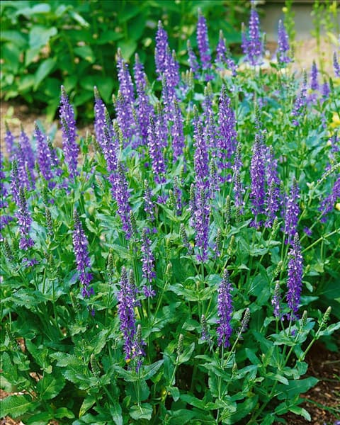 Salvia nemorosa Blauhügel