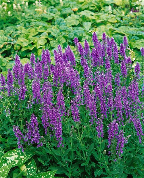 Salvia nemorosa Blauhügel