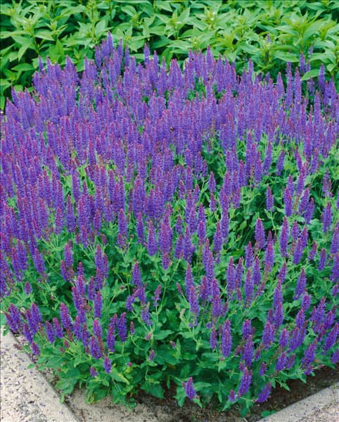 Salvia nemorosa Blauhügel