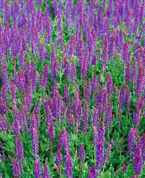Salvia nemorosa Blauhügel