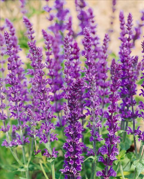 Salvia nemorosa Blauhügel