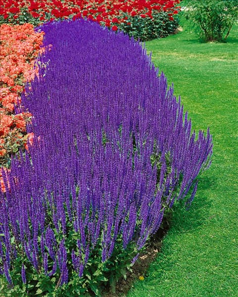 Salvia nemorosa Blauhügel