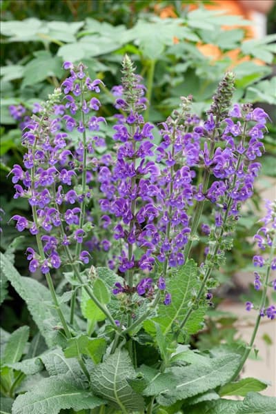 Salvia nemorosa Mainacht
