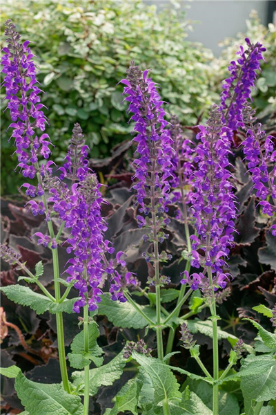 Salvia nemorosa Mainacht