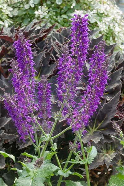 Salvia nemorosa Mainacht