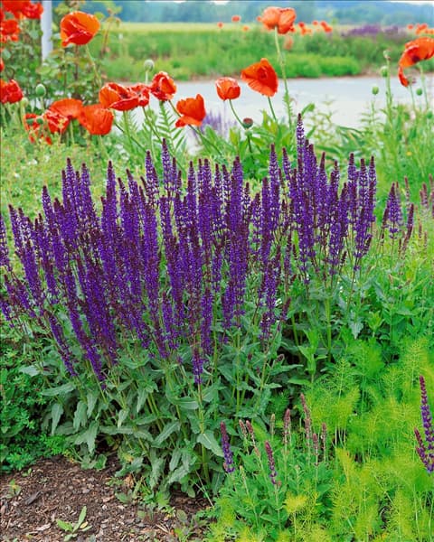Salvia nemorosa Mainacht