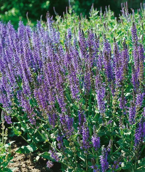 Salvia nemorosa Mainacht
