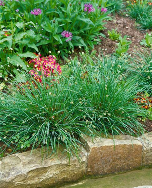 SESLERIA CAERULEA