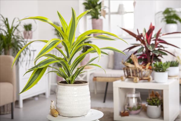 Dracaena fragrans 'Lemon Lime'
