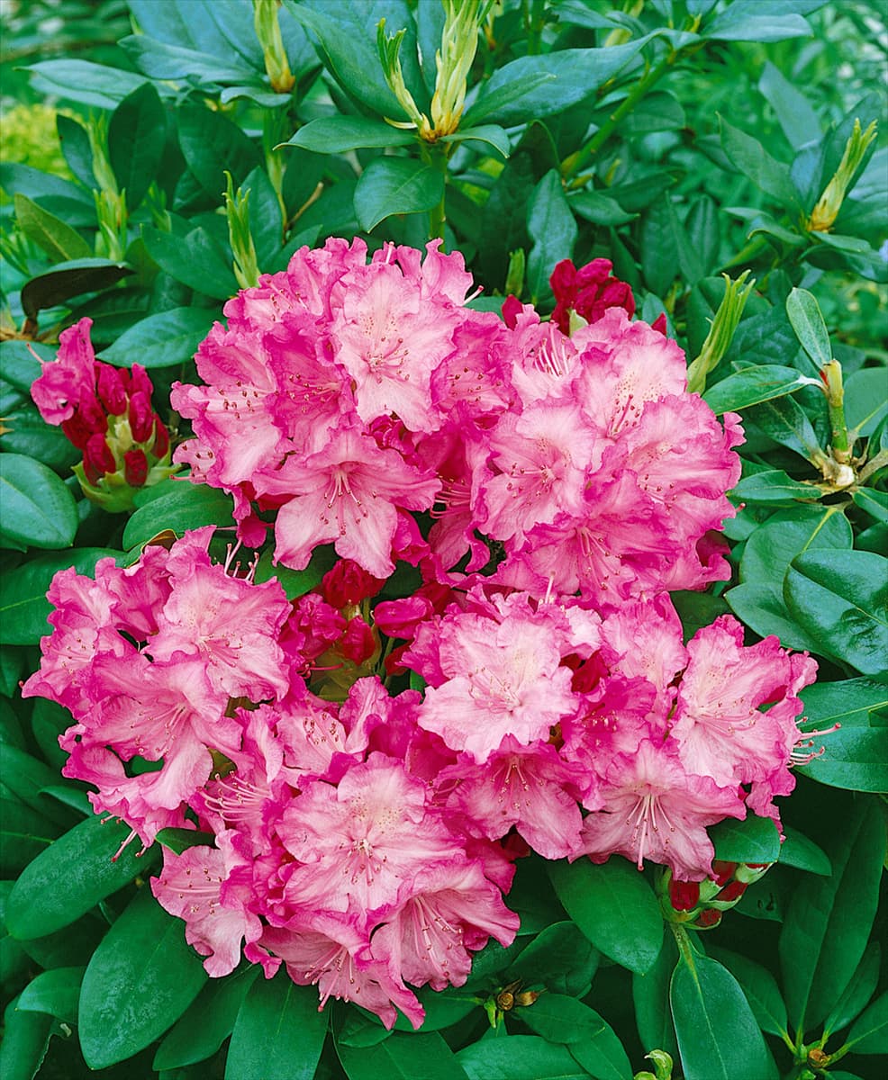 RHODODENDRON YAKUSHIMANUM TATJANA