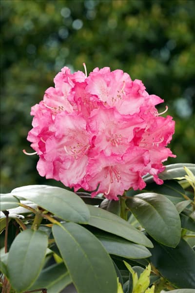 Rhododendron yakushimanum Tatjana